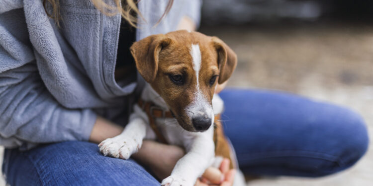 adoção de pets no Cariri Shopping