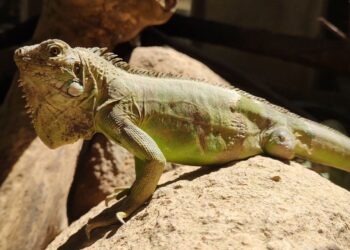 Répteis e Cia em Juazeiro do Norte: o verdadeiro santuário animal