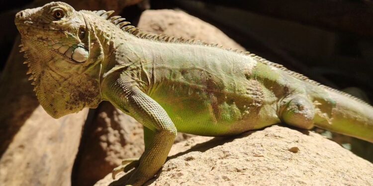 Répteis e Cia em Juazeiro do Norte: o verdadeiro santuário animal