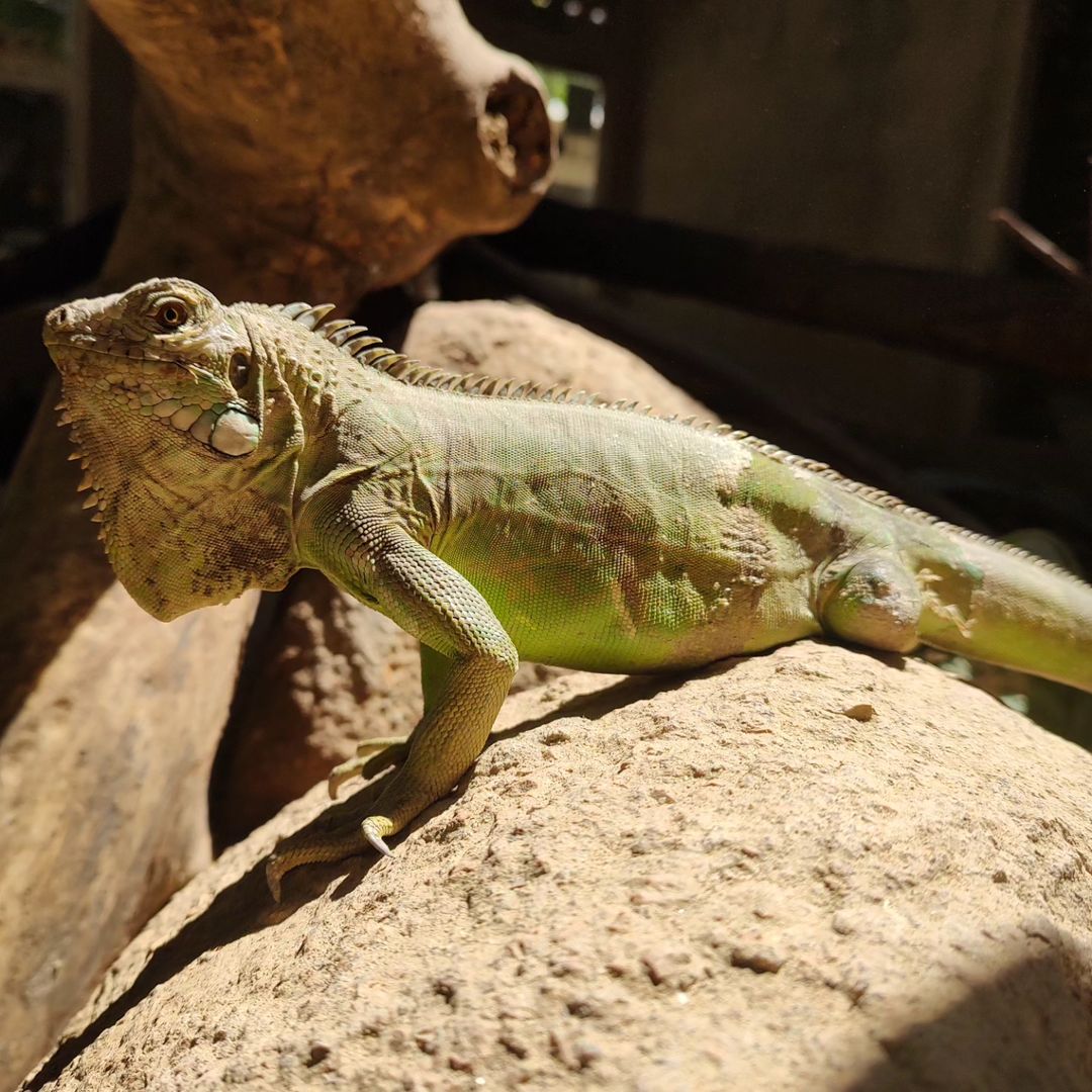 Répteis e Cia em Juazeiro do Norte: o verdadeiro santuário animal - Em  Juazeiro do Norte